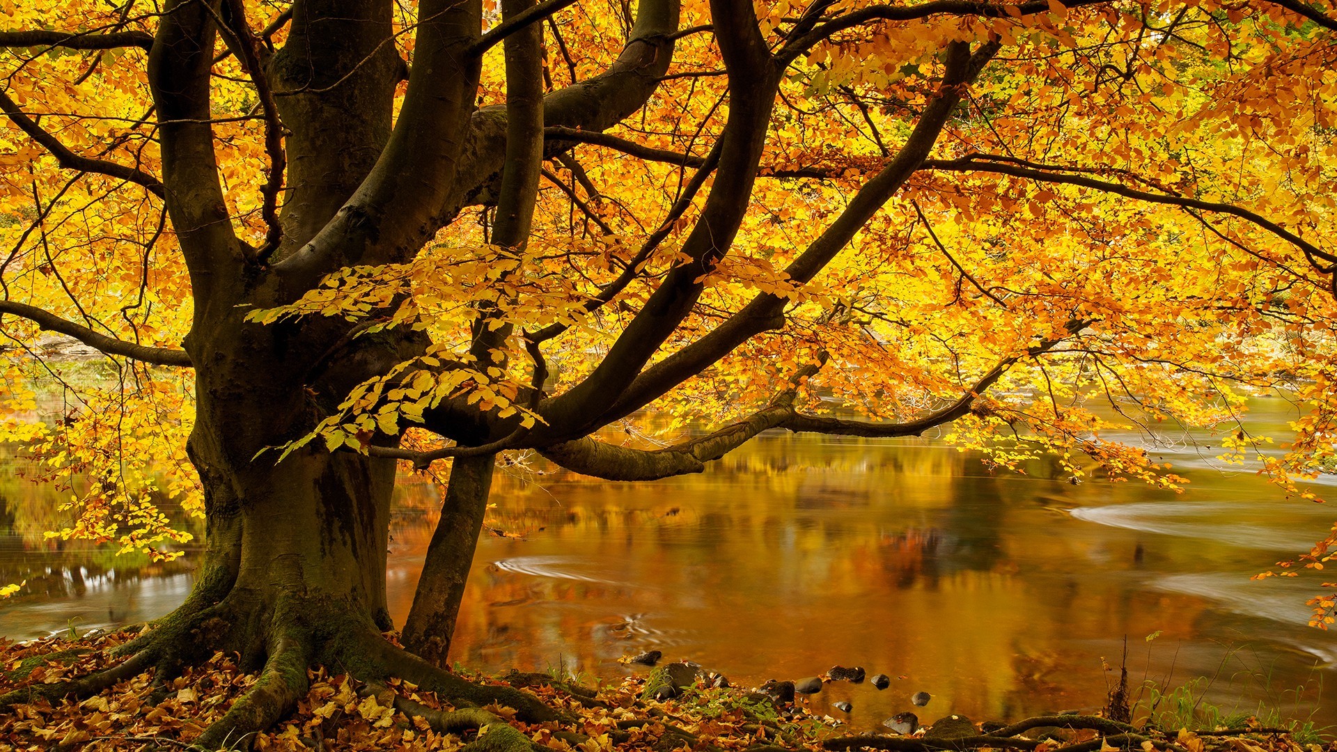 小学五年级上册数学书：培养孩子数学思维的利器