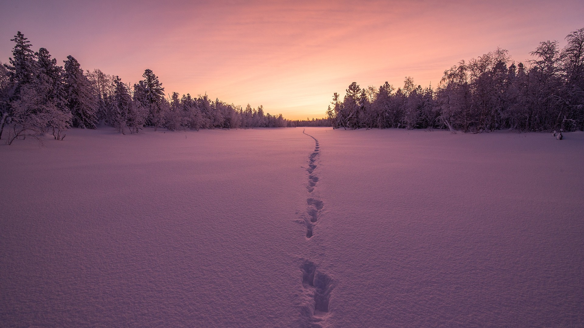 白鹭课文五年级上册语文笔记：探索经典，提升阅读能力