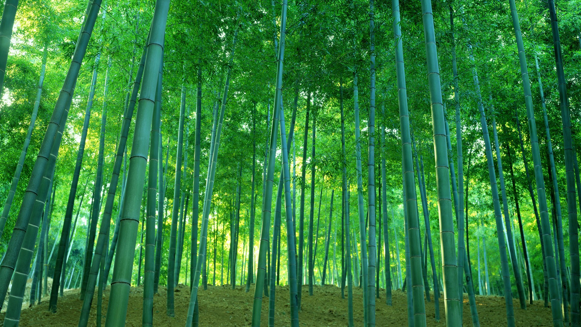 高中数学排列组合，高中数学排列组合知识点总结？