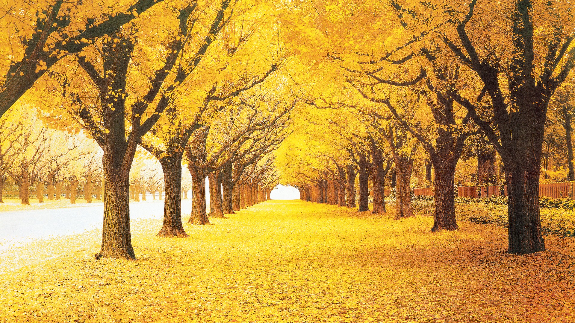 学生简历模板初中升高中，学生简历模板初中升高中免费？