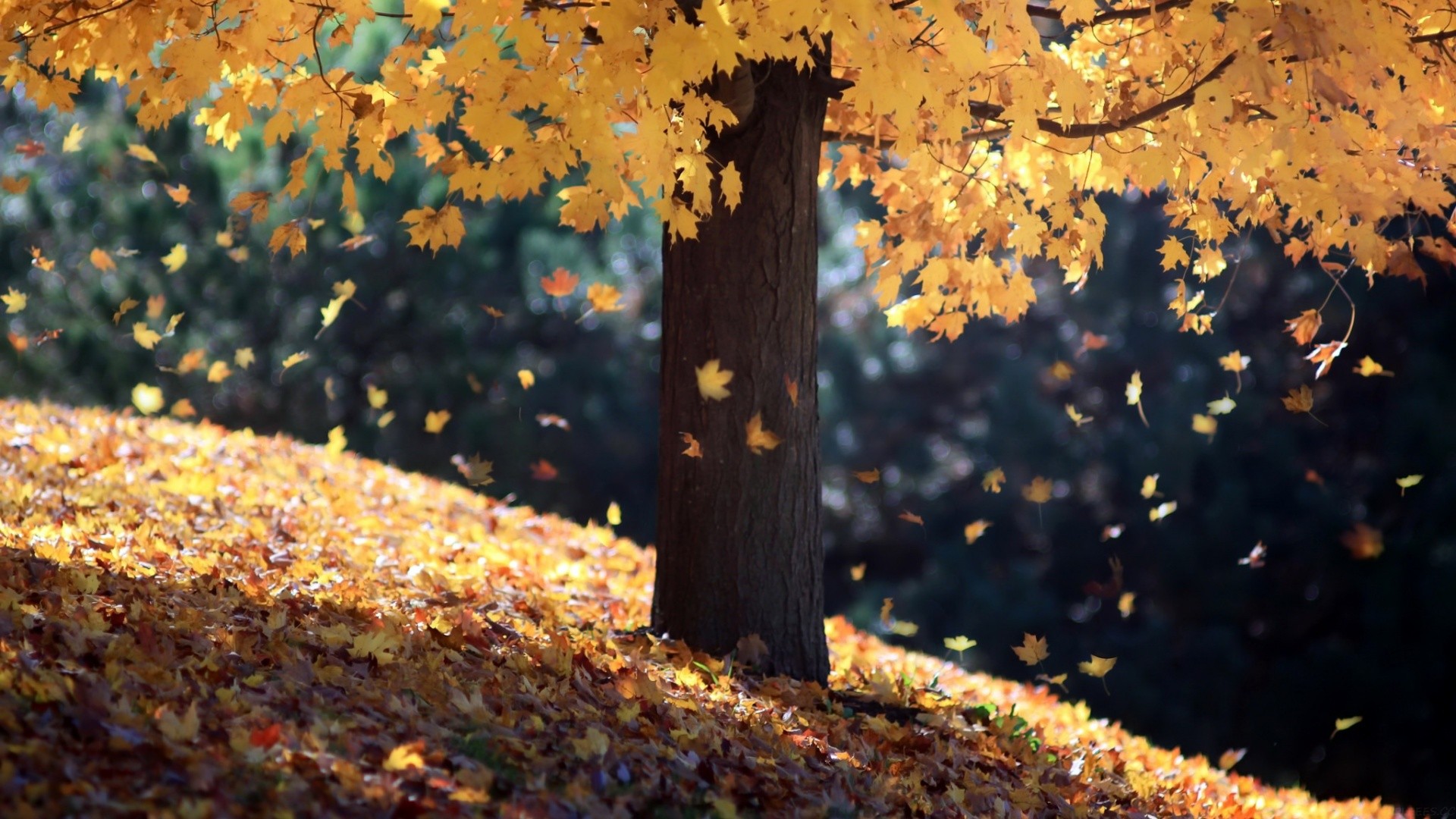 初中毕业自我鉴定,初中毕业自我鉴定100字左右?