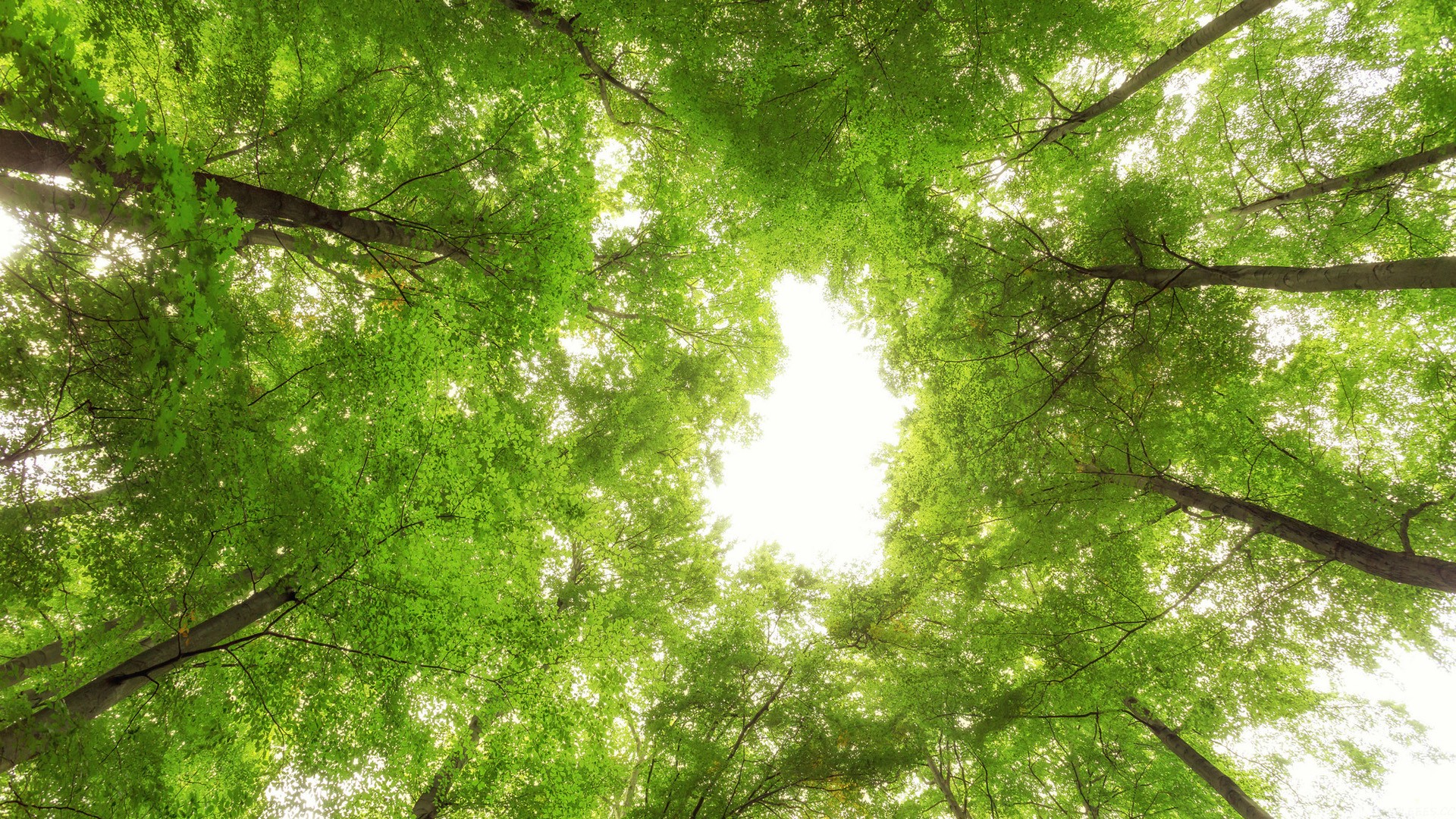 初中语文春课文原文，初中语文春课文原文图片