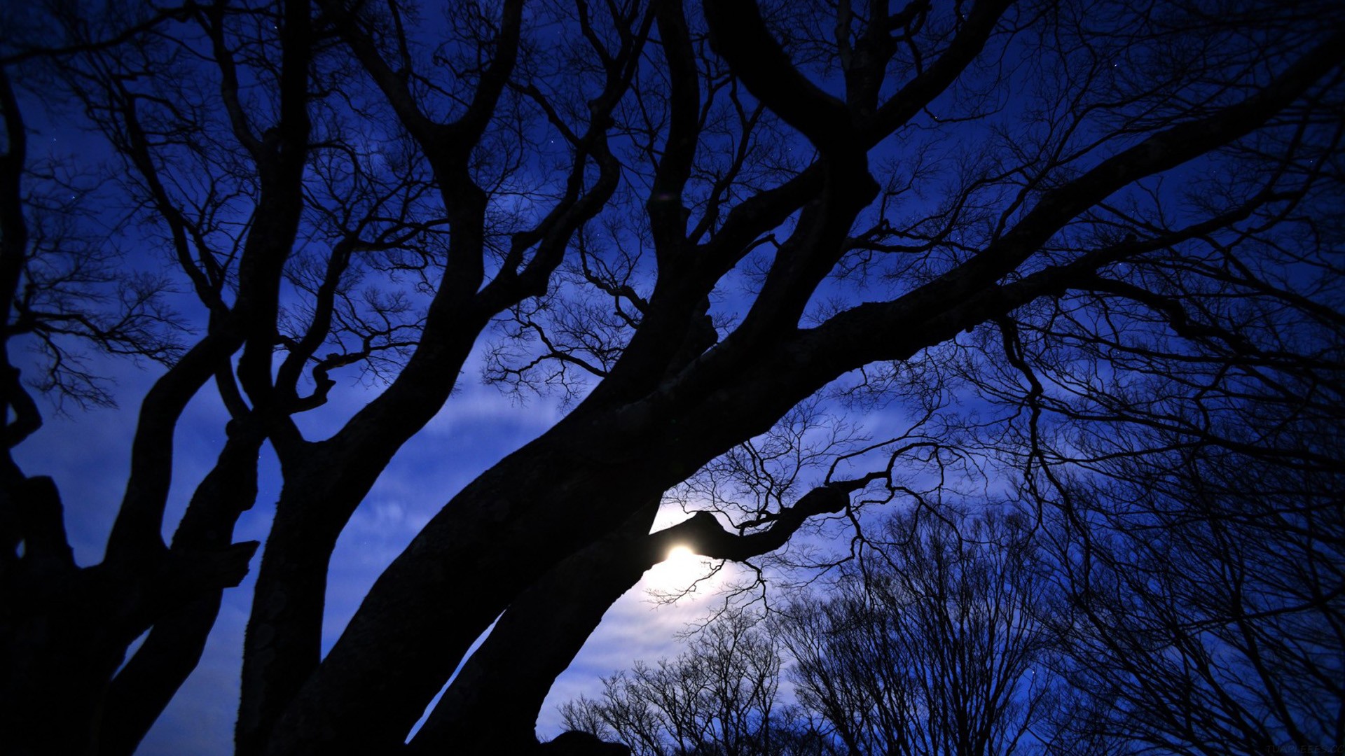 小学英语口语线上训练哪家好，小学在线学英语口语
