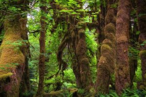 百度翻译网页版，百度翻译网页版怎么不能用了